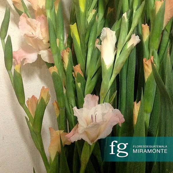 flores de guatemala - gladiola