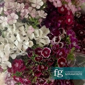 flores de guatemala - diantus