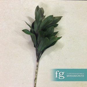 Flores de guatemala - follaje cordelia