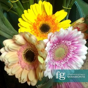 Flores de guatemala - gerberas