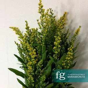 Flores de guatemala - solidago