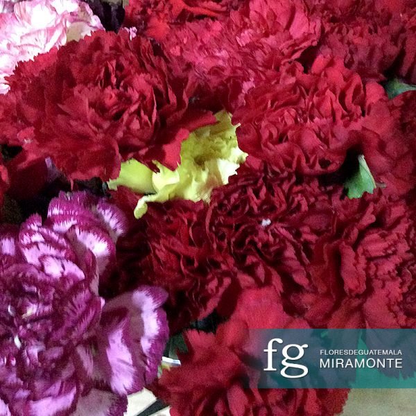 Flores de Guatemala - claveles