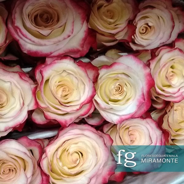 flores de guatemala rosas de ecuador